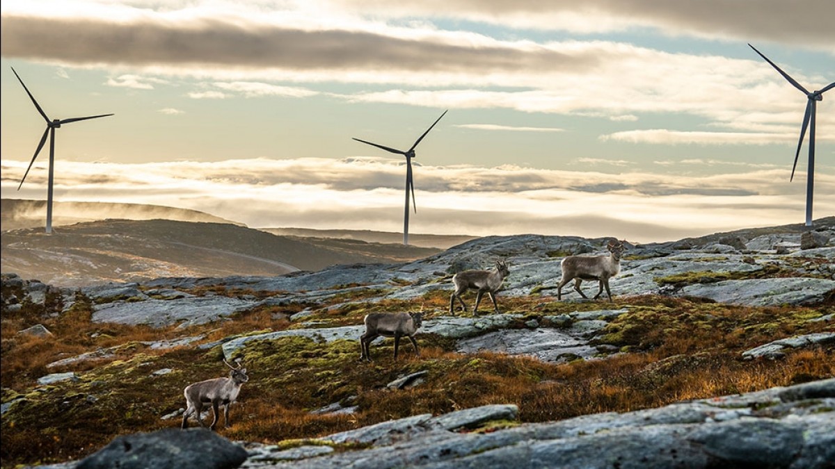 Samowie walczą o kultywowanie tradycji, a rząd od miesięcy nie realizuje wyroku sądu