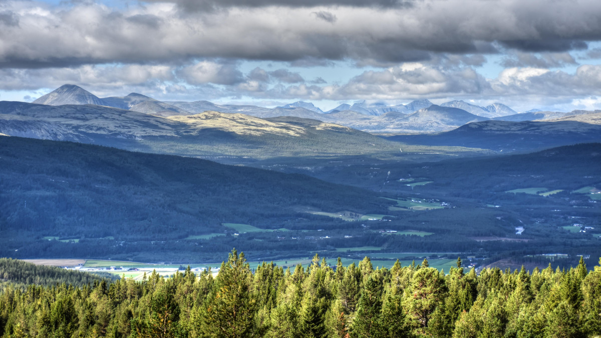 Polują na nie od lat, a one wciąż tu są. Co zatrzymuje je w Norwegii?