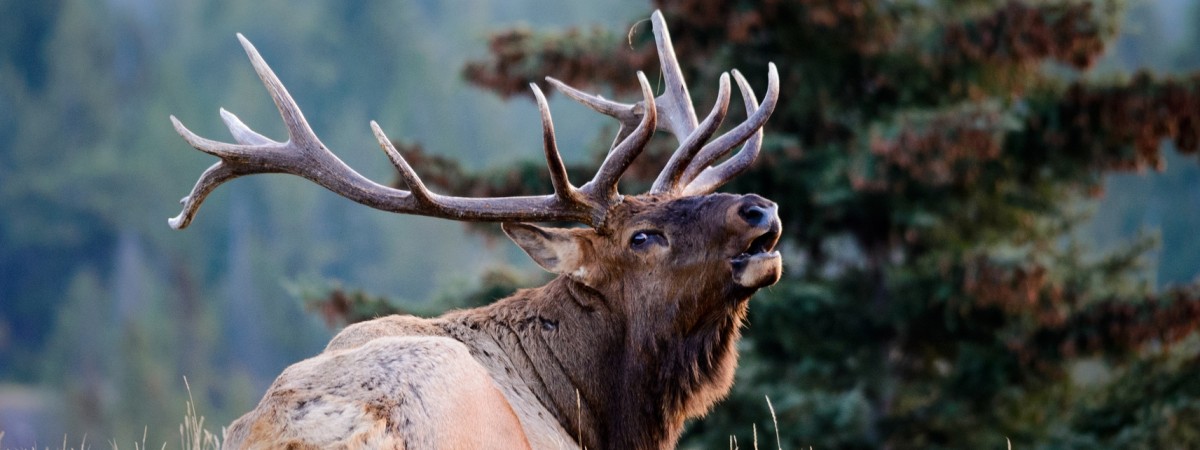 Norweski myśliwy odstrzelił rzadki okaz białego łosia 