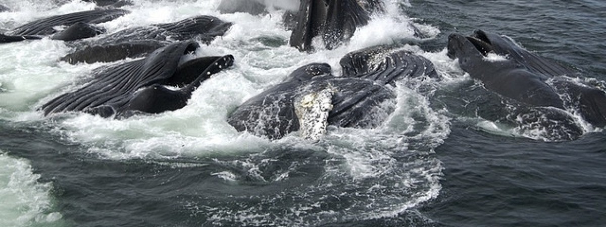 Norwegia zabije prawie tysiąc wielorybów: rząd zwiększa limity połowów płetwali, chociaż ludzie nie chcą ich jeść