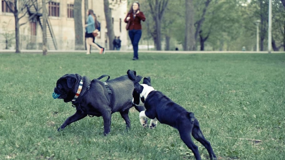 Norwegia zadba o psy: czworonogi tylko dla osób z odpowiednią wiedzą