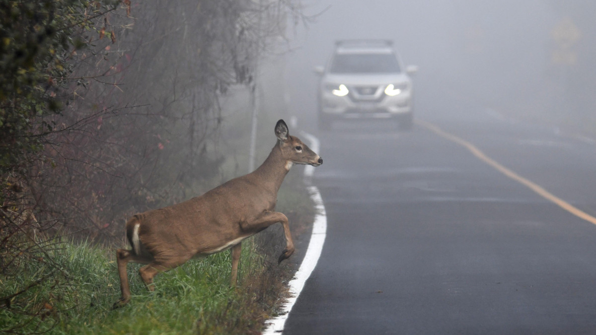 Pomoc rannym zwierzętom w Norwegii: czy zawsze kończy się opłatą rachunku?