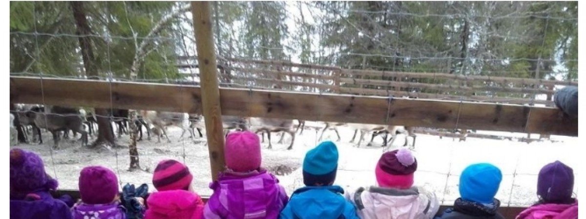 Kontrowersyjna wycieczka przedszkolaków z Henning: odwiedziły… rzeźnię reniferów