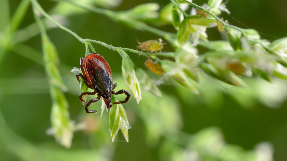 Rekordowa liczba zachorowań po ukąszeniach kleszczy. Najwięcej przypadków w zachodniej Norwegii