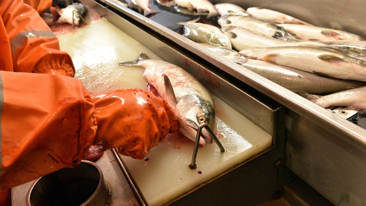 Potrzebują pracowników sezonowych: miejsce imigrantów mają zająć Norwegowie na zasiłku