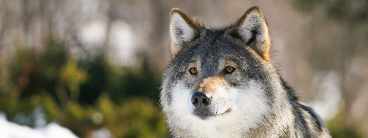 Tłumy przeciwne decyzji rządu. Znów domagają się odstrzału zagrożonego gatunku