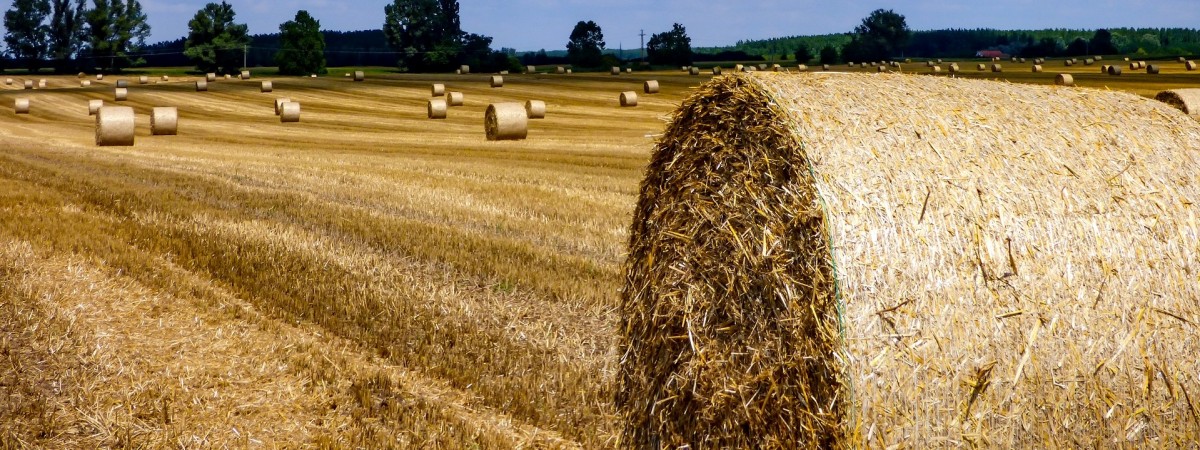 Żółte bryły w polu to nie sztuka współczesna. Rolnicy wspierają chore dzieci