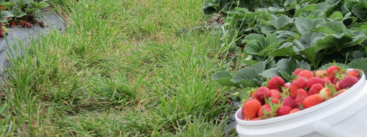 Brud, brak umów i wyzysk wśród pracowników sezonowych: oto wnioski z kontroli Arbeidstilsynet