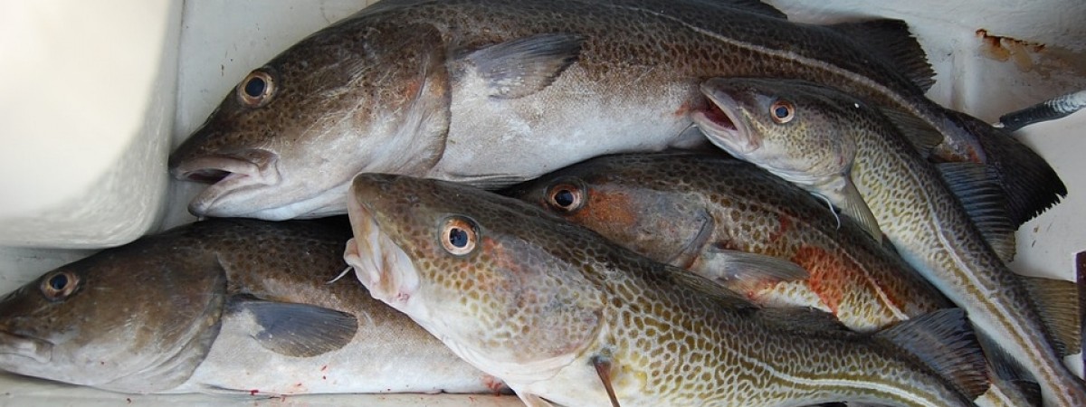 Nowe ograniczenia dla wędkarzy: od stycznia wchodzi zakaz połowu dorsza