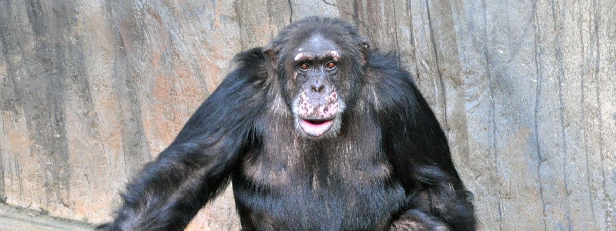 W Polsce biografie piszą celebryci, a w Norwegii… szympans 