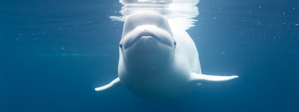 „Świat nie zasługuje na takiego bohatera”: waleń-szpieg podbił serca Norwegów 