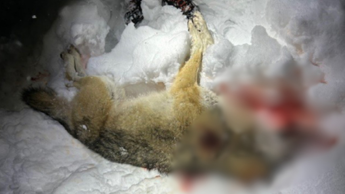 La población de estos animales podría extinguirse. Es el resultado de la caza ilegal en Noruega