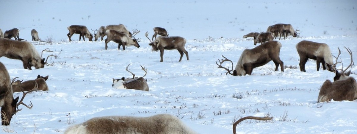 Pogrom reniferów w Norwegii. Pociągi wjeżdżały w całe stada