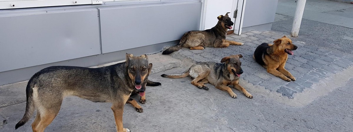 Norweżka zmarła na wściekliznę. To pierwszy taki przypadek od ponad 200 lat