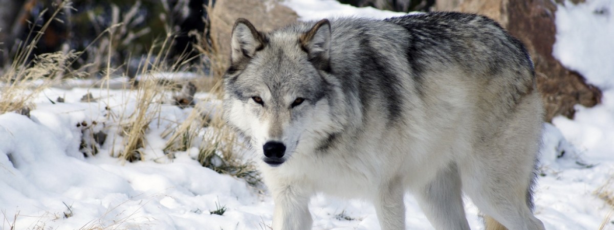 Norweski rząd zamyka usta obrońcom przyrody: będzie legalny odstrzał wilków. To już niemal pewne 