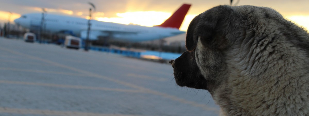 Z psem czy bez? Przewóz zwierząt w popularnych liniach lotniczych [PRAKTYCZNE INFORMACJE]