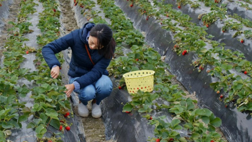 Kraj fiordów wpuści więcej imigrantów zarobkowych. Zmiany od 1 lipca
