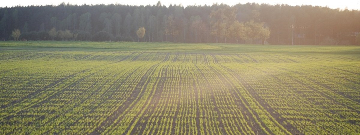 Miliardy koron strat w rolnictwie. Susza odbiła się na tegorocznych plonach
