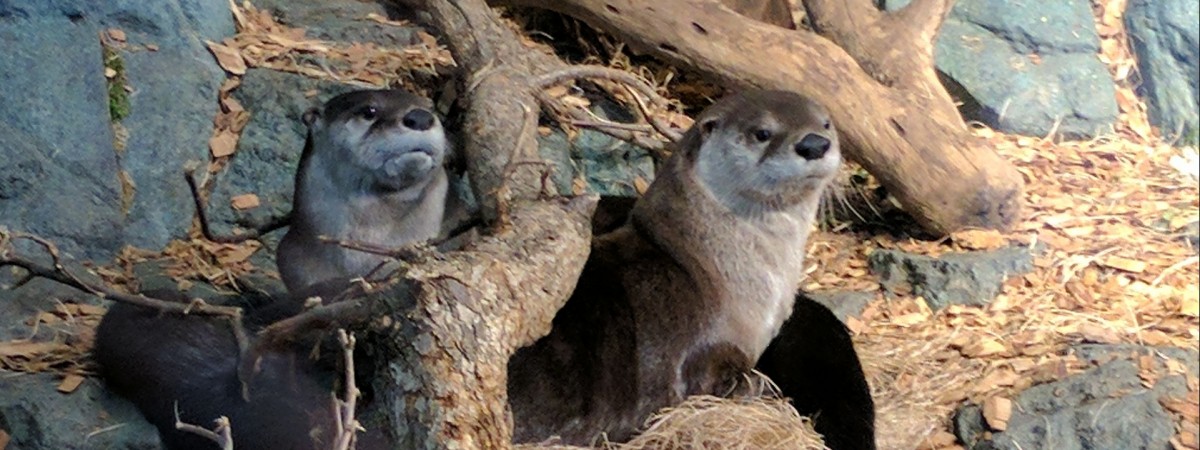 Nie mogą pracować, bo zakłócają spokój. Plany budowniczym pokrzyżowały... wydry