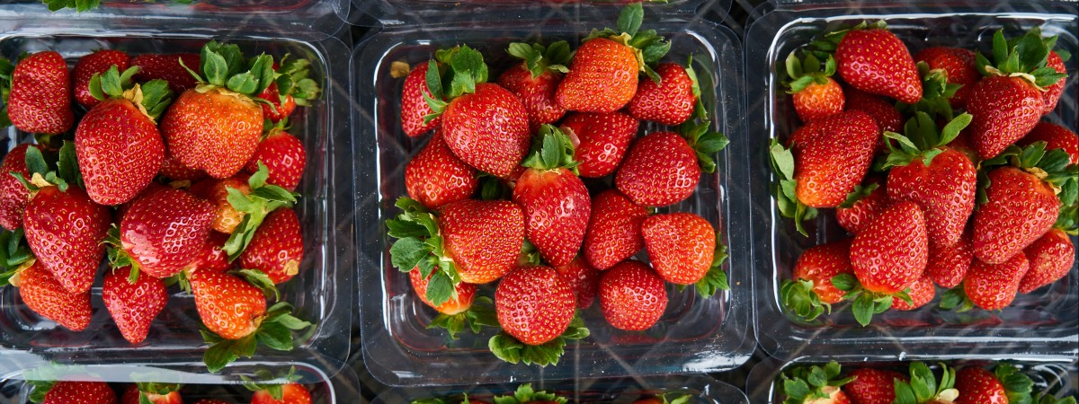 Wysoka cena truskawek: przez pandemię brakuje osób do zbierania owoców
