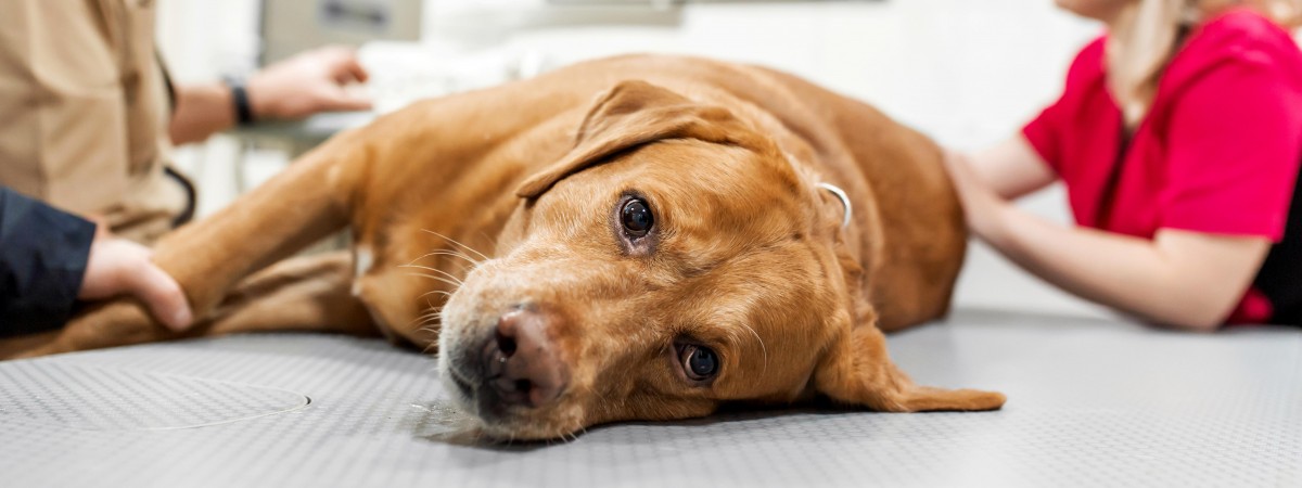 Co było przyczyną fali zachorowań norweskich psów? Weterynarze mają swój typ