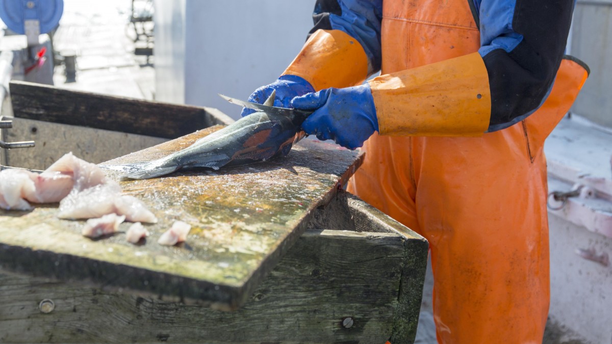 Rekordy mimo kryzysu: eksport norweskich owoców morza wciąż na historycznie wysokim poziomie