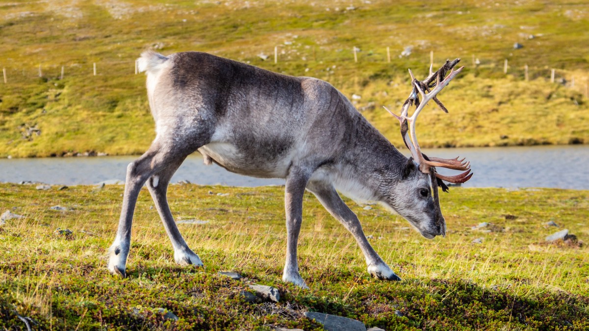 Norwegia chce zadbać o dzikie renifery. W kraju żyje 90 procent europejskiej populacji zwierzęcia