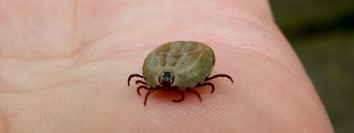 Uwaga na kleszcze: liczba zachorowań na boreliozę wzrasta. Najbardziej narażeni są mieszkańcy Sørlandet