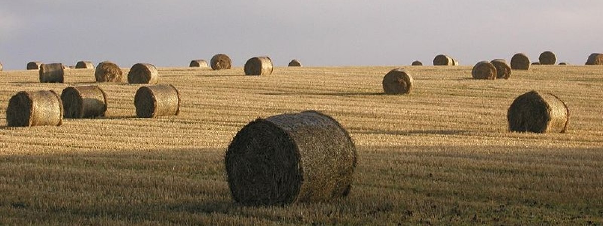 Projekt za 850 mln euro: norweski inwestor chce zbudować w Polsce pięć elektrowni na... słomę