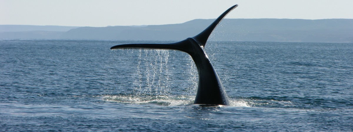 Wycieczkę kajakiem przerwały mu… orki. „To było przerażające i fantastyczne” [FILMIK]