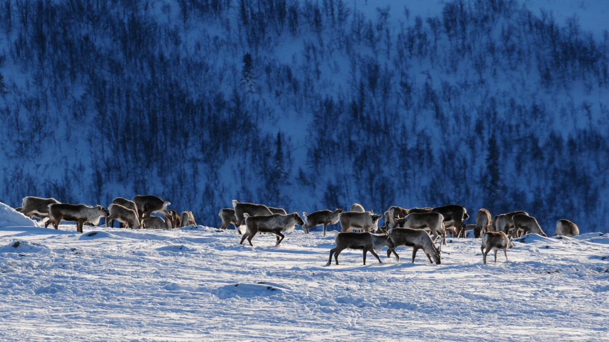 Specjalista ds. ochrony renifera? Norweskie państwo tworzy wyjątkowe stanowiska pracy