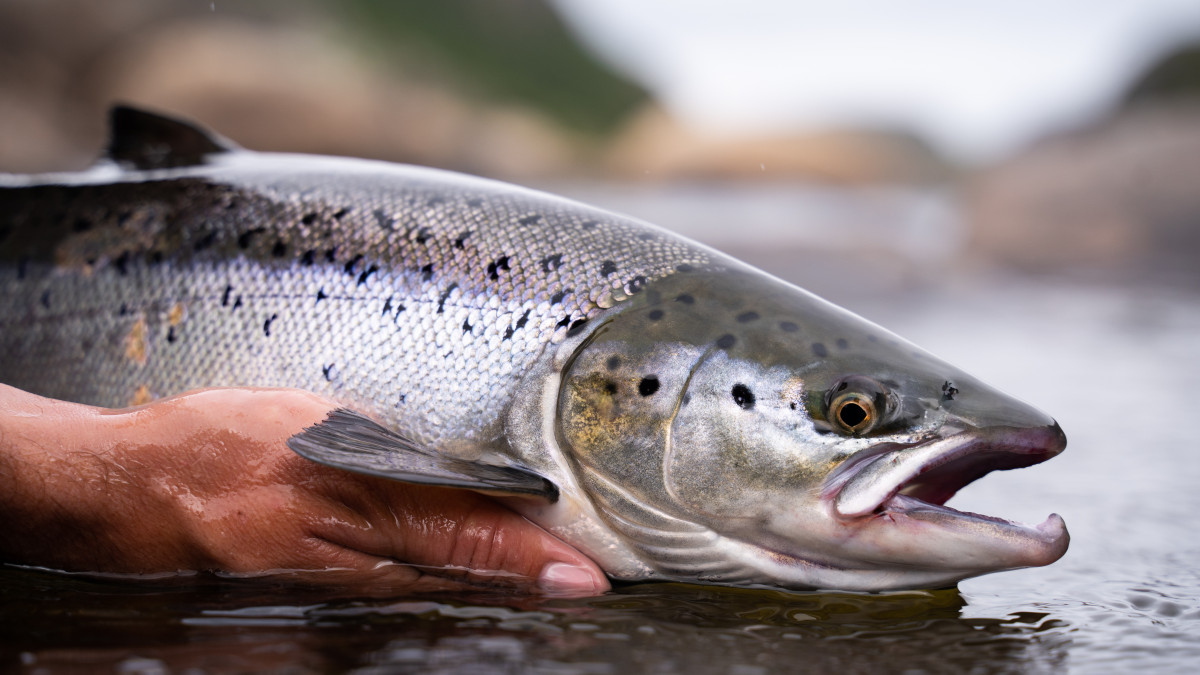 Is This the End of Norwegian Salmon? The Scandal Continues in the Fjords