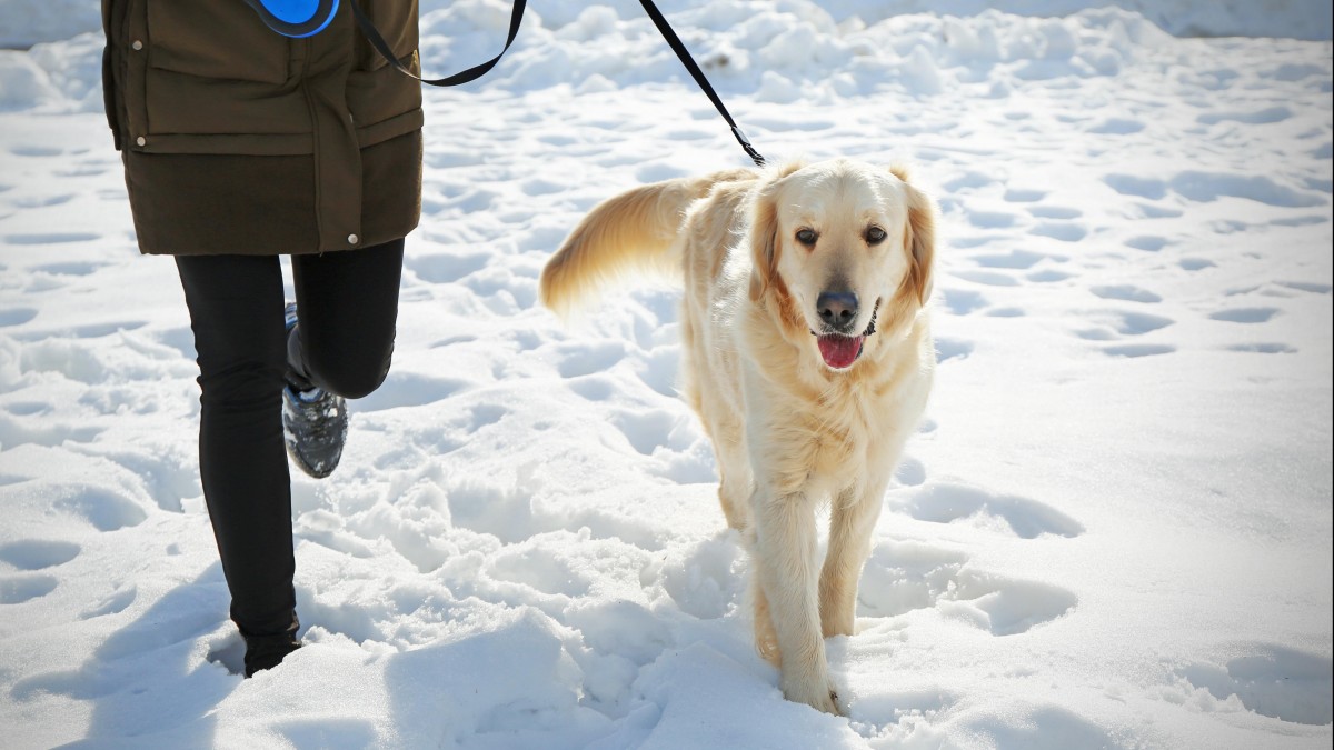 Nakaz trzymania psów na smyczy w gminie Oslo: to w trosce o zwierzynę łowną