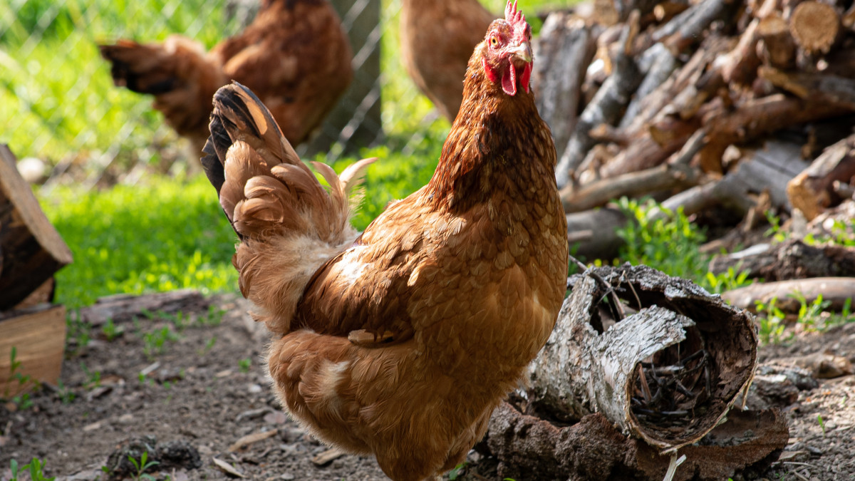 Zniknęła ze stołu, trafiła do... betonu. Szokujące losy norweskiej kury