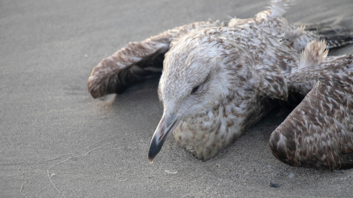 Ptasia grypa w Norwegii osiąga apogeum. Na północy giną tysiące osobników