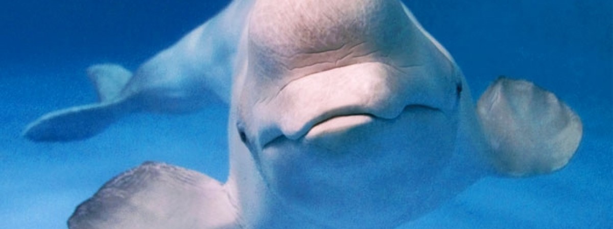 Waleń-szpieg poważnie zachorował. Za stan Hvaldimira mogą odpowiadać turyści