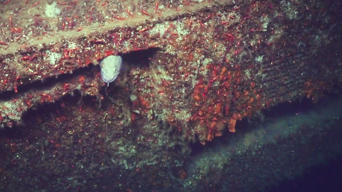 Norwescy naukowcy odkryli wrak na dnie fiordu. To okręt podwodny z II wojny światowej