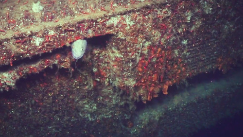 Norwescy naukowcy odkryli wrak na dnie fiordu. To okręt podwodny z II wojny światowej