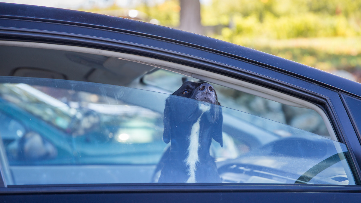Pies w samochodzie a upał: kiedy w aucie można rozbić szybę?