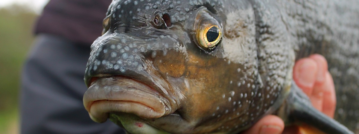 Uwaga na przewóz ryb przez granicę. Norwegia podwaja mandaty za przemyt