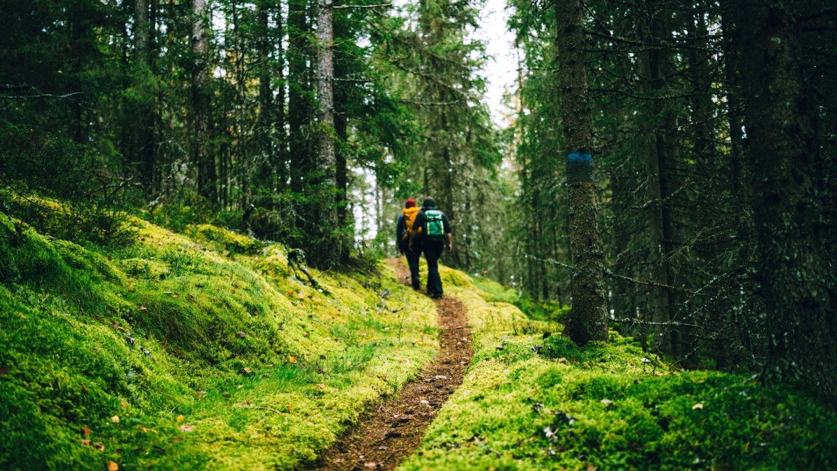 Norweskie lasy z rekordową wycinką drzew. Ekolodzy biją na alarm