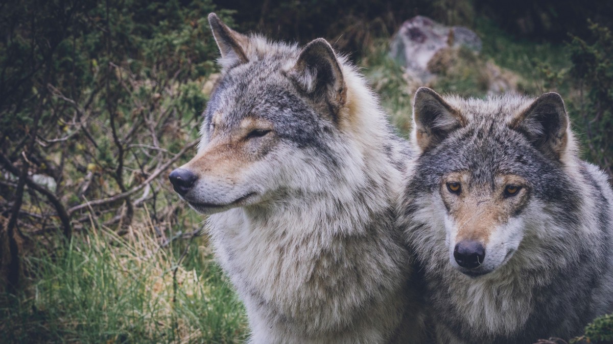 W Norwegii żyje mniej niż 100 wilków. To najniższy wynik od prawie dziesięciu lat