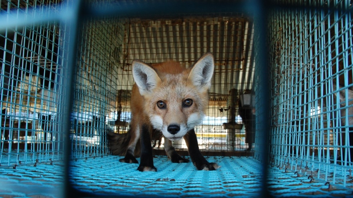 Fermy futrzarskie w Norwegii to już historia. Aktywiści stawiają sobie nowe wyzwanie