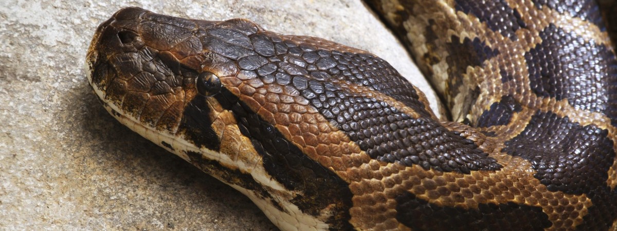 Nie tylko lokalna prasa: sprawa „dusiciela znad Wisły” dotarła do kraju fiordów