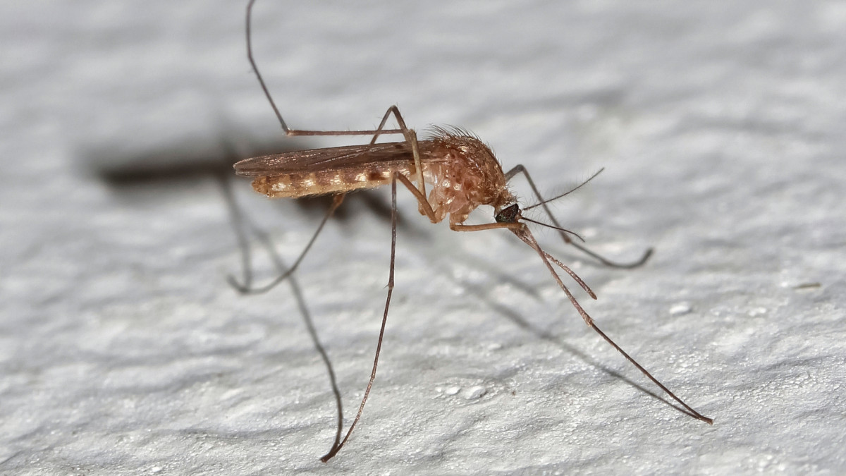 Mieszkańcy Norwegii zagrożeni nową chorobą. Pierwsze przypadki na północy już są