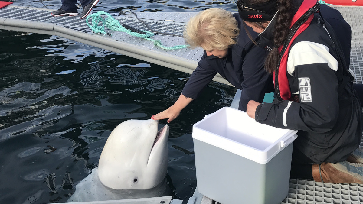 Freya dostała pomnik, Hvaldimir trafi do... gabloty. Szkielet białuchy wystawi norweskie muzeum