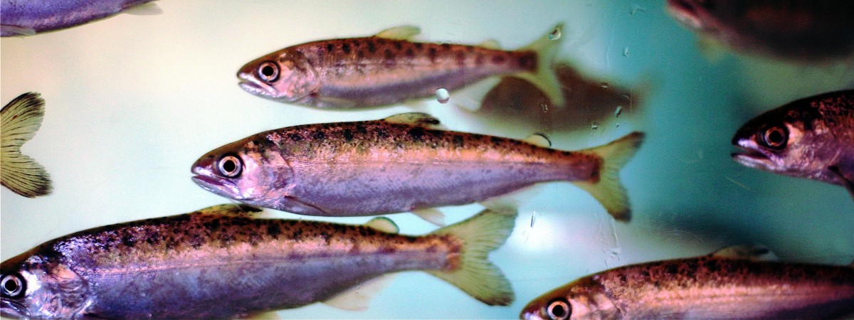 Akwakultura z rozmachem: mała gmina doczeka się gigantycznej hodowli ryb