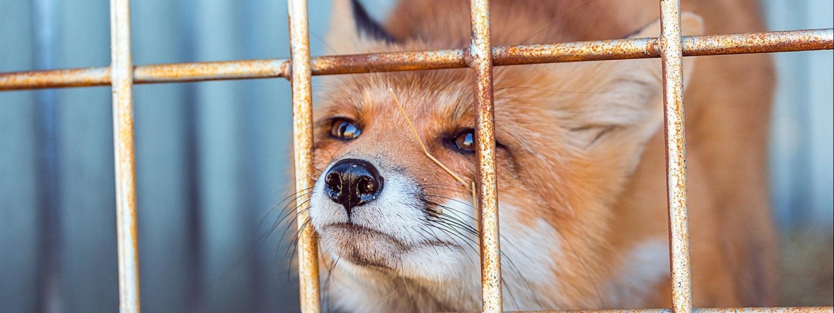 Koniec hodowli zwierząt na futra. Norwegia daje sobie na to 6 lat