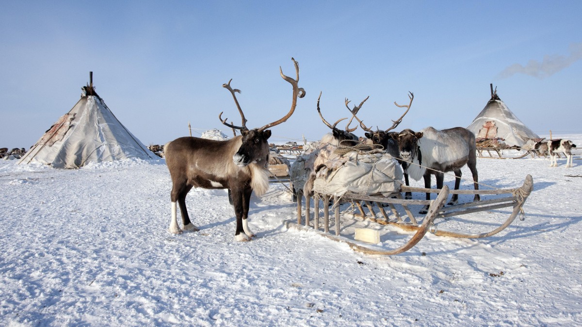 Farmy wiatrowe straciły koncesje, bo szkodzą Saamom i reniferom. Z pastwisk może zniknąć 150 turbin