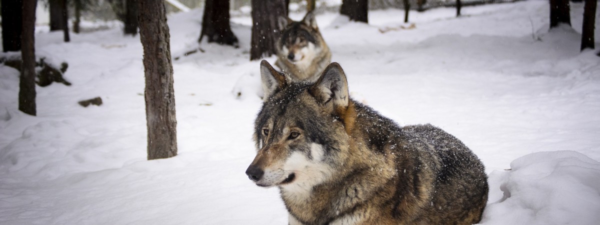 Kolejny etap „wojny” z wilkami: nowe pozwolenie na polowania wzbudza kontrowersje